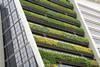 Office building vertical garden